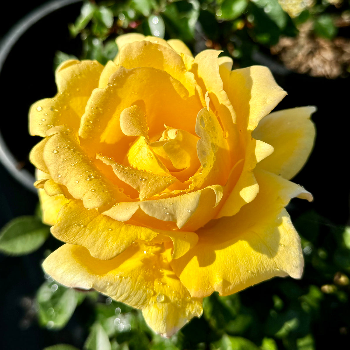 Oregold Yellow Rose | C&J Gardening Center