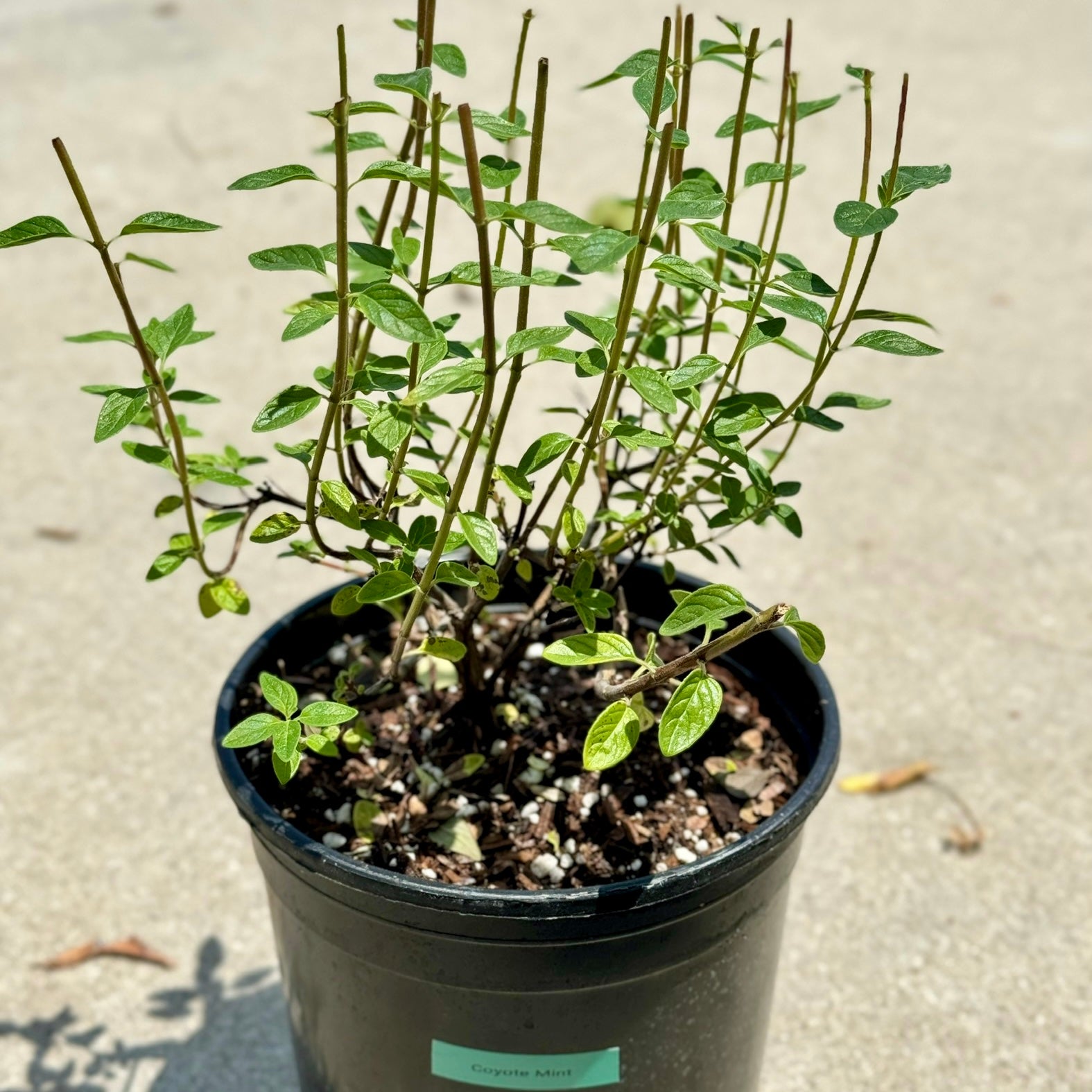 Coyote Mint | C&J Gardening Center
