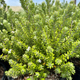 Gray Box Coast Rosemary