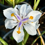 African Iris