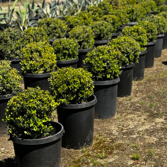 Japanese Boxwood Globe