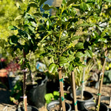Mystery Gardenia Patio Tree
