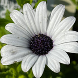 White African Daisy