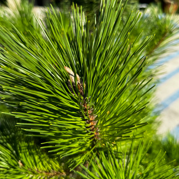 Japanese Black Pine Garden Bonsai Tree