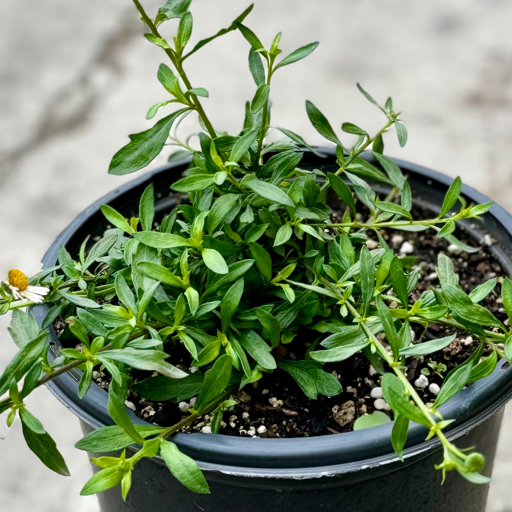 daisy potted plant Santa Barbara Daisy Flower Shrub