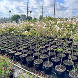 White Rose Tree - C&J Gardening Center