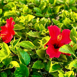 Single Red Shade Hibiscus - C&J Gardening Center