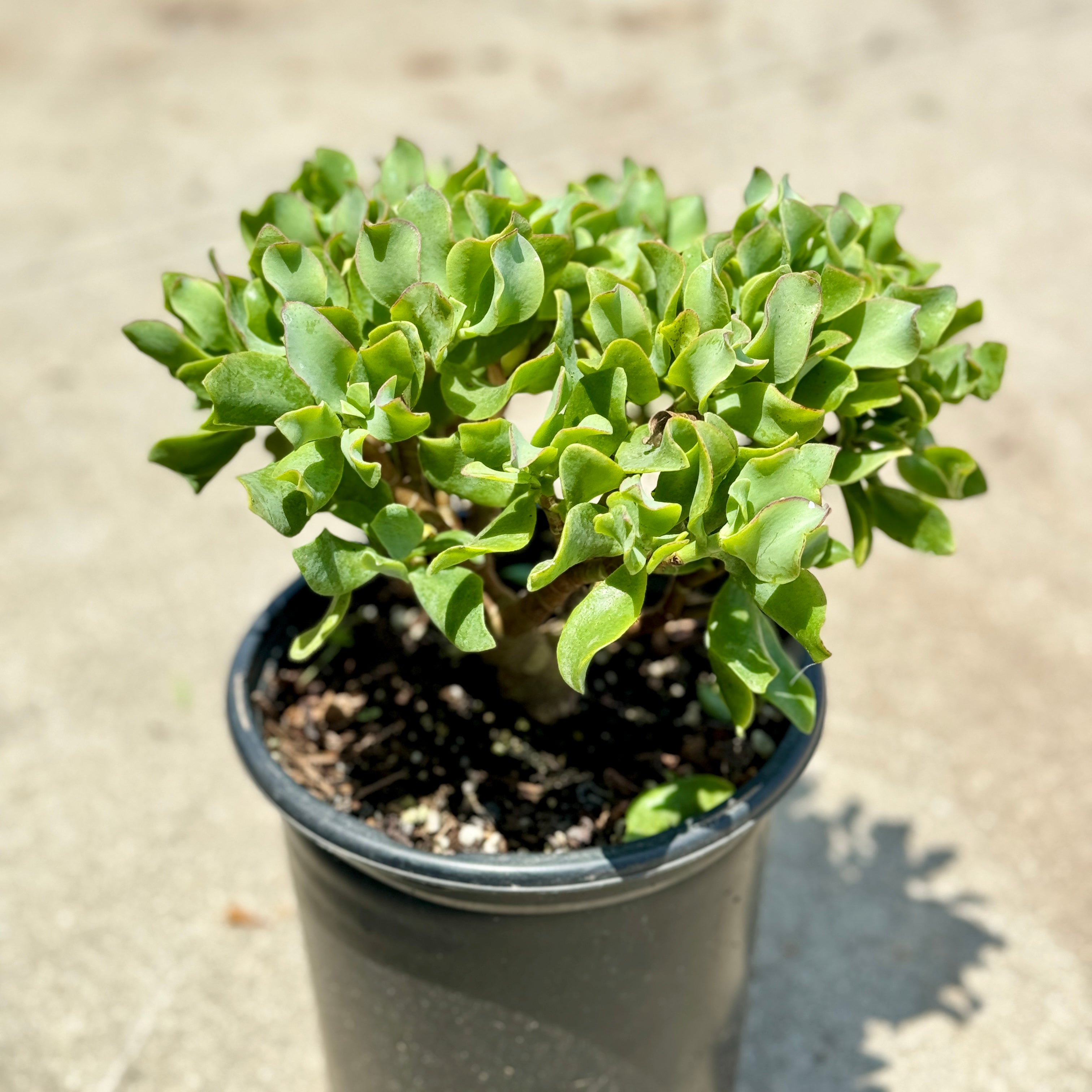 succulent ripple jade Ripple Jade Plant Desert