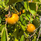 Fuyu Persimmon - C&J Gardening Center
