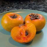 Fuyu Persimmon - C&J Gardening Center