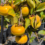 Fuyu Persimmon - C&J Gardening Center