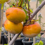 Fuyu Persimmon - C&J Gardening Center