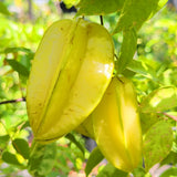 Fwang Tung Starfruit - C&J Gardening Center