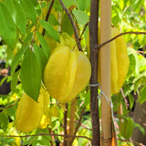 Fwang Tung Starfruit - C&J Gardening Center