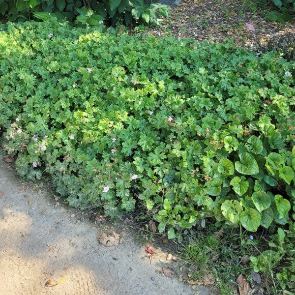biokovo geranium seeds Geranium Biokovo Flower Shrub