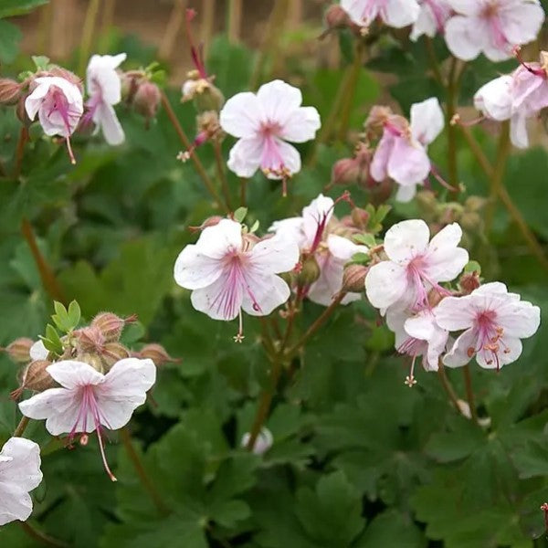 biokovo geranium seeds Geranium Biokovo Flower Shrub