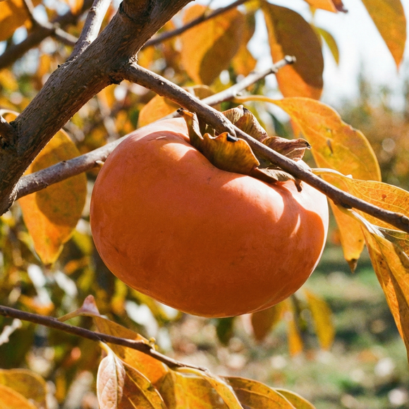 Giant Fuyu Persimmon