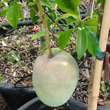 Glenn Mango - C&J Gardening Center