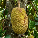 Gold Nugget Jackfruit