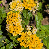 Gold Spreading Lantana - C&J Gardening Center