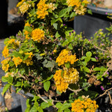 Gold Spreading Lantana - C&J Gardening Center