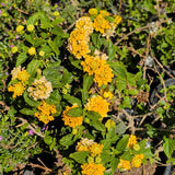Gold Spreading Lantana - C&J Gardening Center