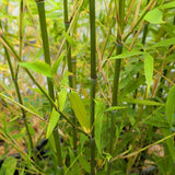 Golden Angare Bamboo