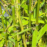 Golden Angare Bamboo