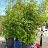 Golden Bamboo - C&J Gardening Center
