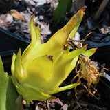 Golden Dragon Fruit