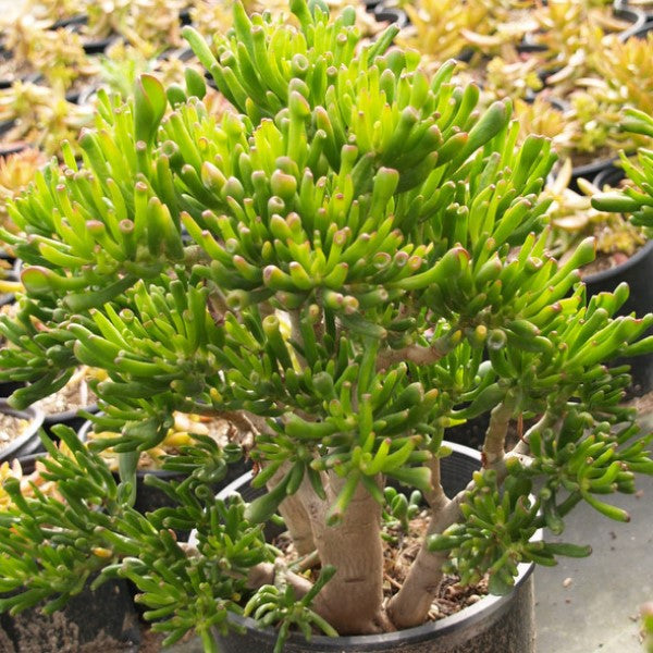 Gollum Jade Plant Desert - 1 Gallon at C&J Gardening Center
