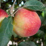 Gordon Apple - C&J Gardening Center