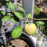 Gordon Apple - C&J Gardening Center