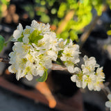 Green Gage Plum - C&J Gardening Center