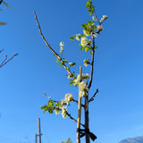 Green Gage Plum - C&J Gardening Center