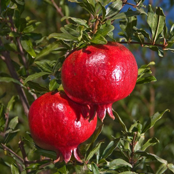 Grenada Pomegranate