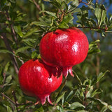Grenada Pomegranate