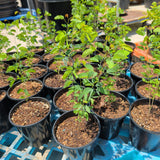 Guamuchil - C&J Gardening Center