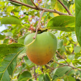 Hachiya Persimmon - C&J Gardening Center