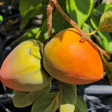Hachiya Persimmon - C&J Gardening Center