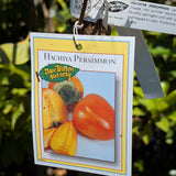 Hachiya Persimmon - C&J Gardening Center