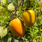 Hachiya Persimmon - C&J Gardening Center