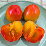 Hachiya Persimmon - C&J Gardening Center