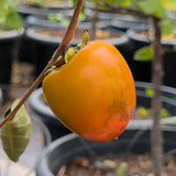 Hachiya Persimmon - C&J Gardening Center