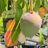 Haden Mango - C&J Gardening Center