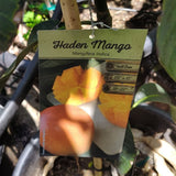 Haden Mango - C&J Gardening Center