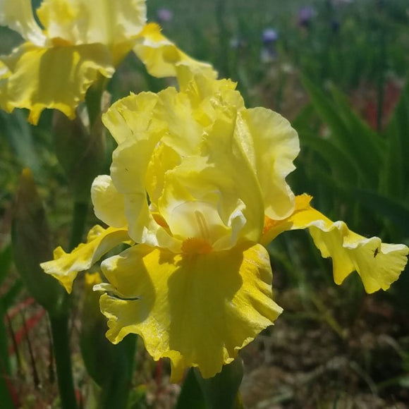 Harmonium Yellow Intermediate Bearded Iris