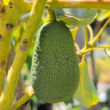 Hass Avocado - C&J Gardening Center