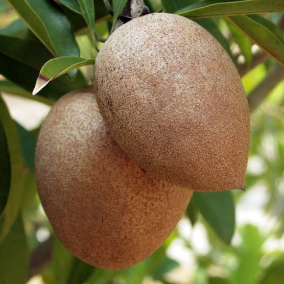 Hasya Sapodilla | C&J Gardening Center