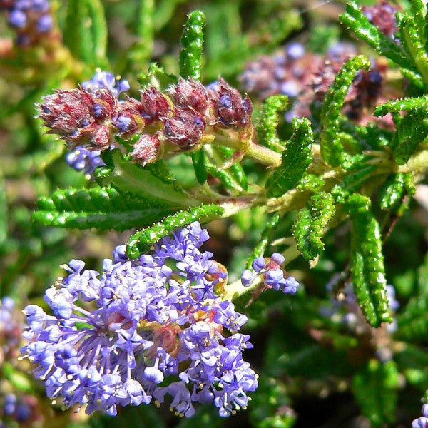 Hearst Ranch Buckbrush Flower Shrub